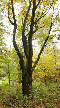 14101310037_panorama_cr